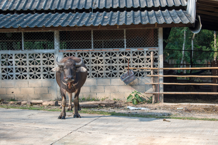 Buffalo is stands in front of a cattlepenの写真素材