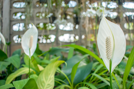 Anthurium putih and natural backgroundの写真素材