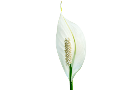 Anthurium putih isolated on white backgroundの写真素材