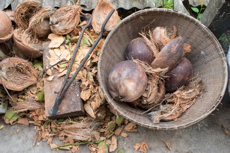 Peeled coconut shell and Peeling Tool that is a traditional Life style of Thailandsの写真素材