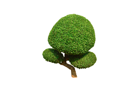 Siamese rough bush. Which popular tree made of circular shrubs. isolated on white backgroundの写真素材
