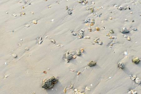 Coral and shells are on the beach With sunshine. Close upの写真素材