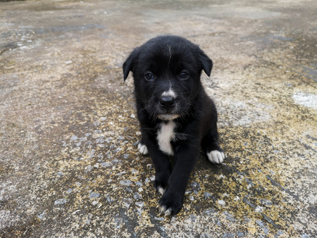 The black puppy sits waiting for owner.の写真素材