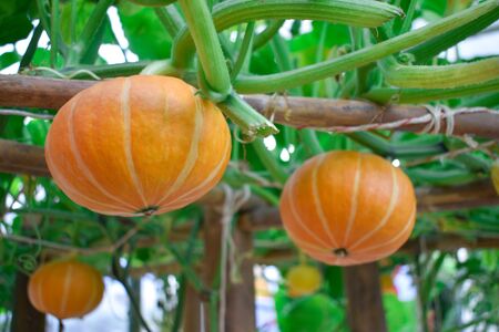 Orange pumpkin in the garden.の写真素材