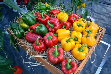 Red, yellow and green bell peppers on a wooden box with straw placed.の写真素材