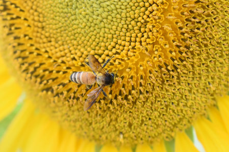 Close up. Honey Bee collecting pollen on sunflower.