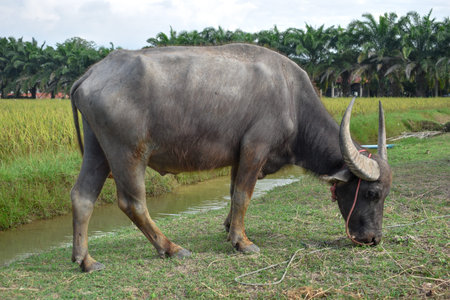Buffalo is eating grass along the canal. Rice fields and trees are the background.