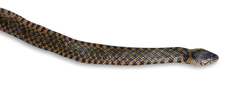 snake isolated on white background
