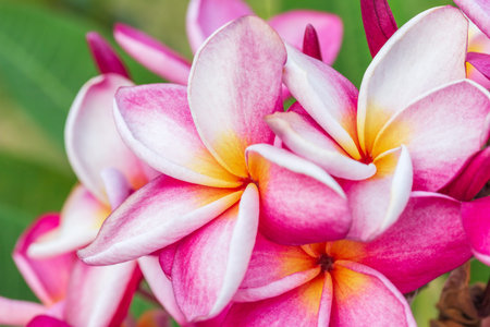 Closeup pink frangipani flowers or plumeria flowers, Beautiful blossom tropical treeの写真素材