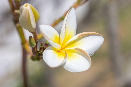 Beautiful white frangipani flower or plumeria flower, Blossom tropical treeの写真素材