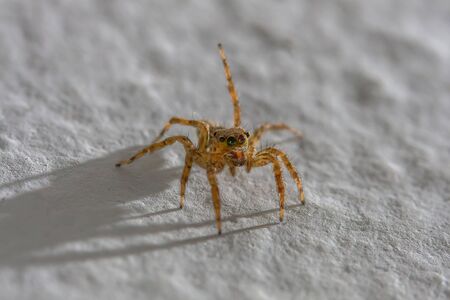 Macro jumping spider crawls on the white wall in the house.の写真素材