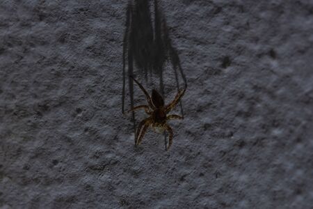 Macro jumping spider crawls on the white wall in the house. Light and shadow photo.の写真素材