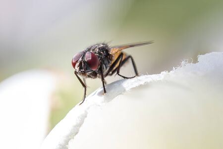 Close up Macro fly on the flowerの写真素材