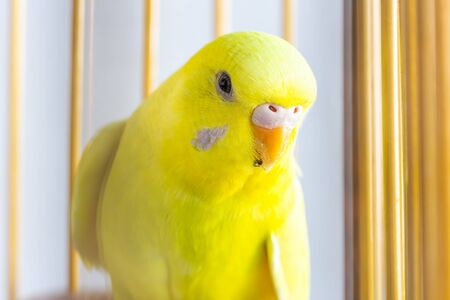 Close up little colorful budgie in the cageの写真素材