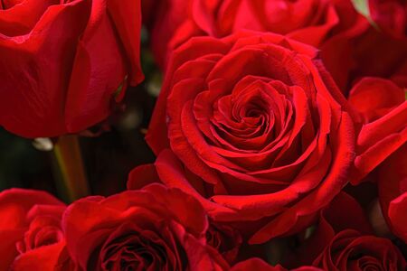 Close up Red roses background. Natural texture and patten background. Floral background.の写真素材