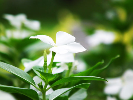 Flowers white