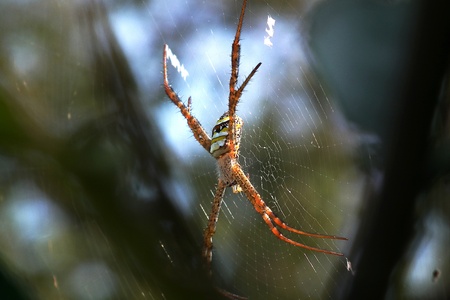Spider waiting for.の写真素材