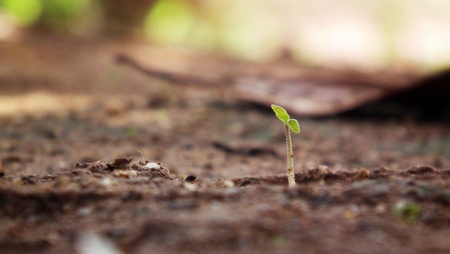 The beginning of life.の写真素材