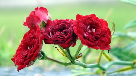 Roseの写真素材
