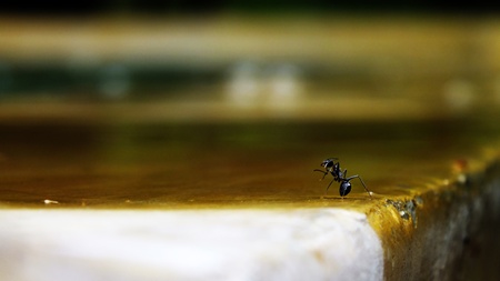 Antの写真素材