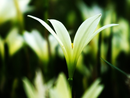  White Flowerの写真素材