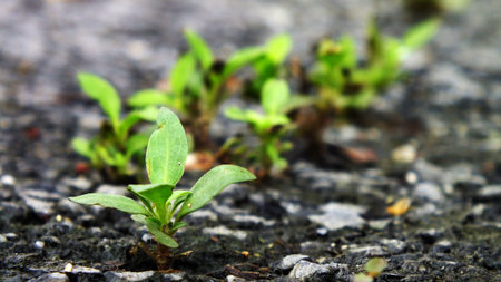 Small Tree