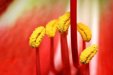 pollen pollen