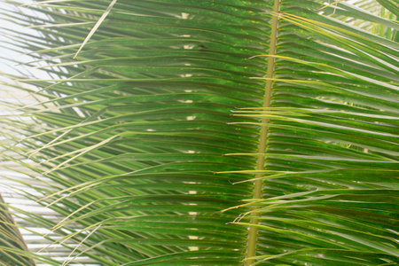 Coconut palm tree leaves close up. Tropical nature background.の写真素材