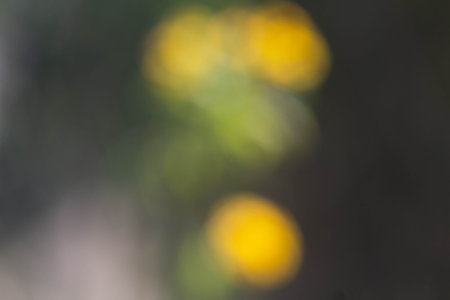 blur background of yellow flower in garden with bokeh lightの写真素材