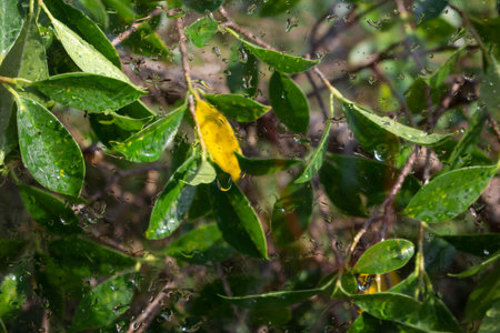 Water droplets on the leaves of the mangrove trees.の写真素材