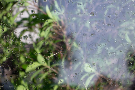 raindrops on the glass with green leaves and trees in the backgroundの写真素材