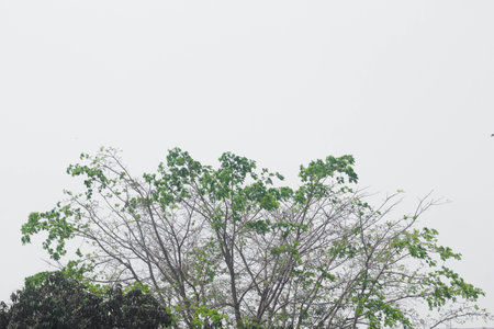 Trees in the mist at Phayao province, Thailand.の写真素材