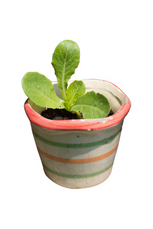 Vegetable seedlings in a pot isolated on a white backgroundの写真素材