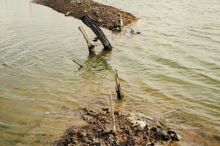 The water was stagnant in a large basin with tree stumps in the water.の写真素材