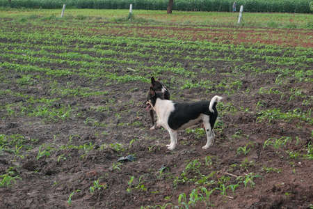 The dog was running and walking, lying in the backyard in the evening cheerfully.の写真素材