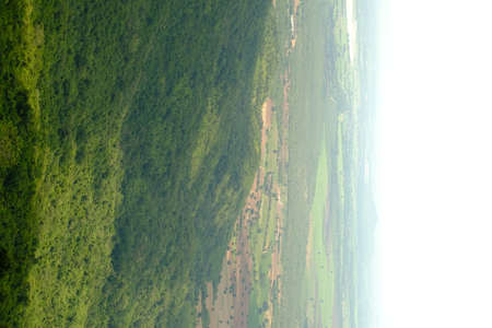 Green forest with beautiful natureの写真素材