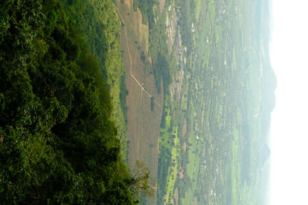 Green forest with beautiful natureの写真素材