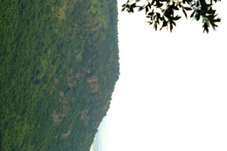 Green forest with beautiful natureの写真素材