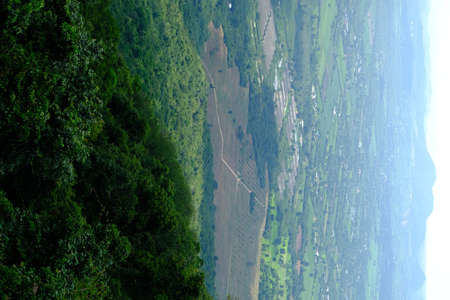 Green forest with beautiful natureの写真素材