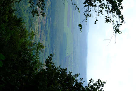 Green forest with beautiful natureの写真素材