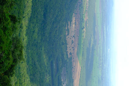Green forest with beautiful natureの写真素材