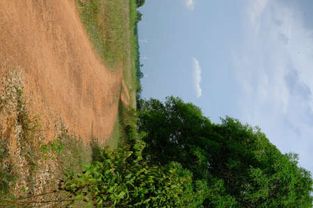 Green forest with beautiful natureの写真素材