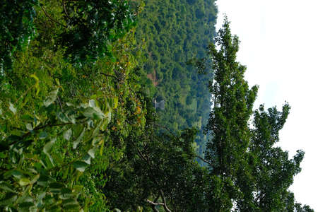 Green forest with beautiful natureの写真素材