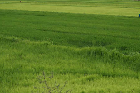 Green forest with beautiful natureの写真素材
