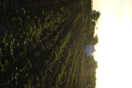 Green forest with beautiful natureの写真素材