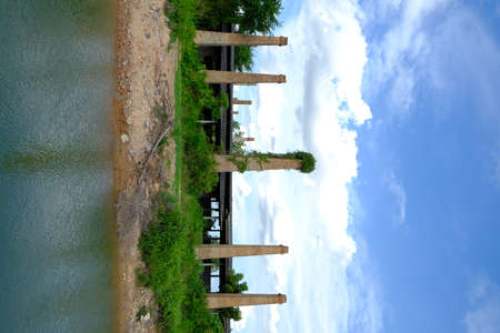 Green forest with beautiful natureの写真素材