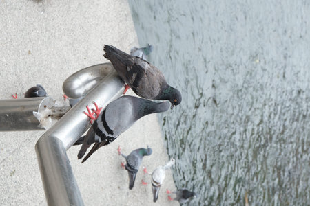 bird