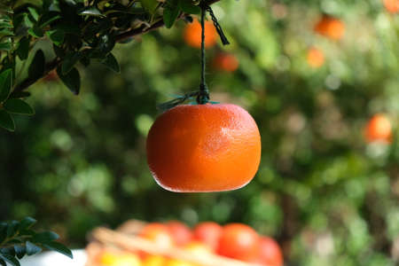 fruitの写真素材