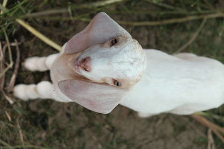 Goats are eating and living together.の写真素材