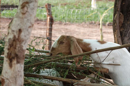 Goats are eating and living together.の写真素材